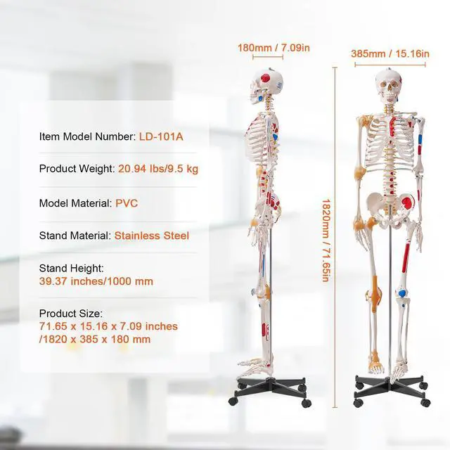 Alt view image 14 of 14 - VEVOR Human Skeleton Model for Anatomy, 71.65" Life Size, Accurate PVC Anatomy Skeleton Model with Ligaments, Movable Arms, Legs & Jaw, with Muscle Origin & Insertion Points, for Professional Teaching