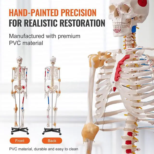 Alt view image 12 of 14 - VEVOR Human Skeleton Model for Anatomy, 71.65" Life Size, Accurate PVC Anatomy Skeleton Model with Ligaments, Movable Arms, Legs & Jaw, with Muscle Origin & Insertion Points, for Professional Teaching
