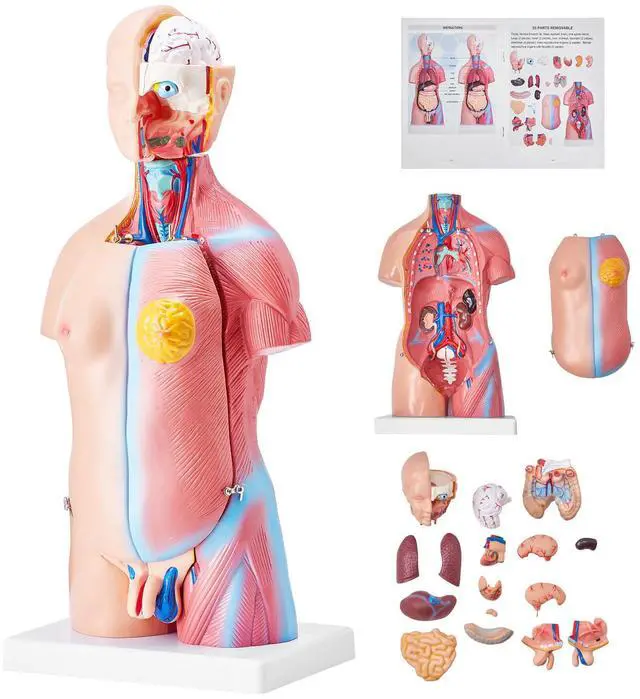 Alt view image 8 of 14 - VEVOR Human Body Model, 23 Parts 18 inch, Human Torso Anatomy Model Unisex Anatomical Skeleton Model with Removable Organs, Educational Teaching Tool for Students Science Learning Education Display