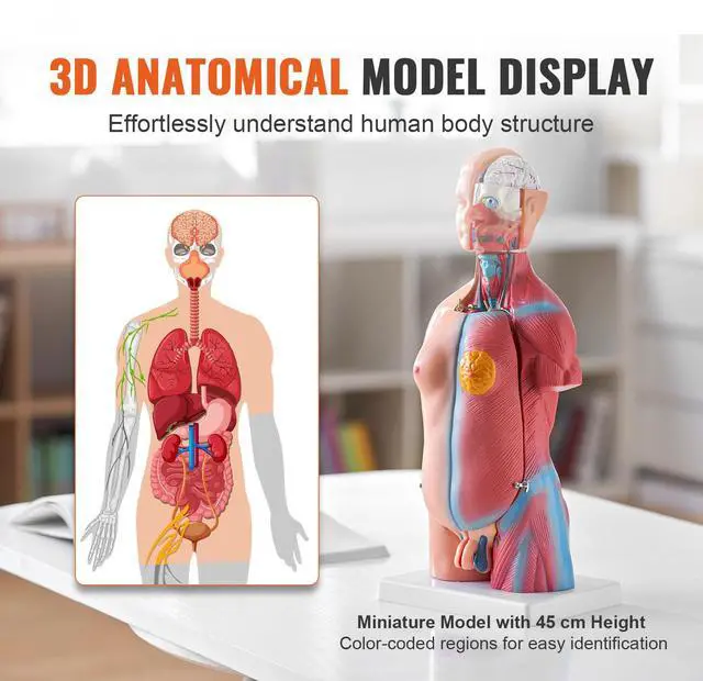 Alt view image 9 of 14 - VEVOR Human Body Model, 23 Parts 18 inch, Human Torso Anatomy Model Unisex Anatomical Skeleton Model with Removable Organs, Educational Teaching Tool for Students Science Learning Education Display