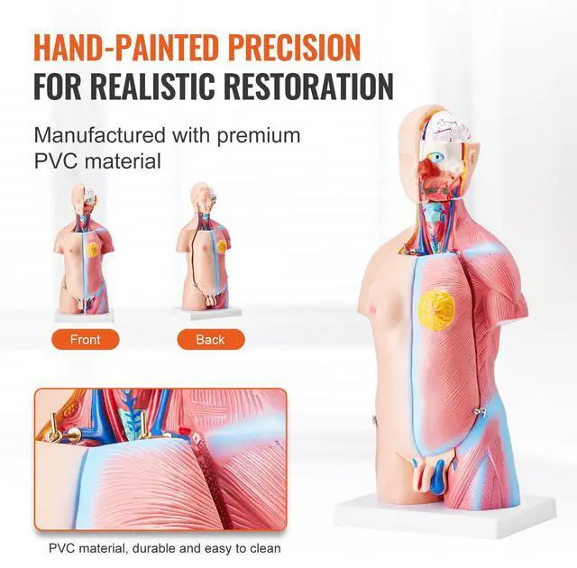 Alt view image 12 of 14 - VEVOR Human Body Model, 23 Parts 18 inch, Human Torso Anatomy Model Unisex Anatomical Skeleton Model with Removable Organs, Educational Teaching Tool for Students Science Learning Education Display