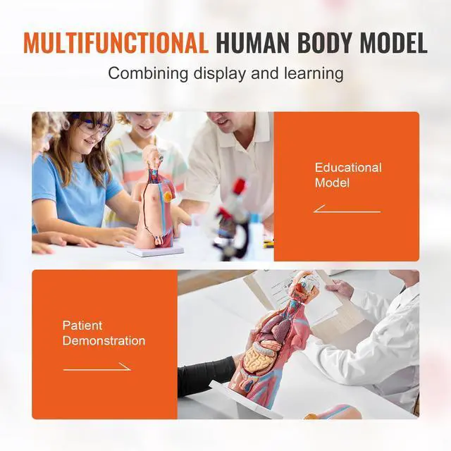 Alt view image 13 of 14 - VEVOR Human Body Model, 23 Parts 18 inch, Human Torso Anatomy Model Unisex Anatomical Skeleton Model with Removable Organs, Educational Teaching Tool for Students Science Learning Education Display