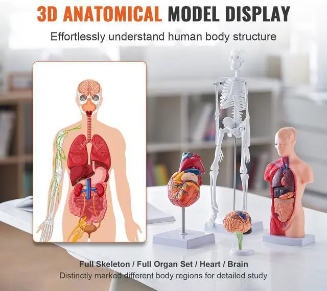 Alt view image 9 of 14 - VEVOR Human Anatomy Models Bundle Set, Brain, Human Torso Body, Heart, Skeleton Model Set of 4, Hands-on 3D Model Study Tools Teaching Models for Physiology Students or as Educational Kit for Kids