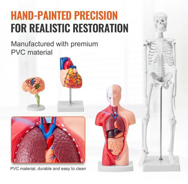 Alt view image 12 of 14 - VEVOR Human Anatomy Models Bundle Set, Brain, Human Torso Body, Heart, Skeleton Model Set of 4, Hands-on 3D Model Study Tools Teaching Models for Physiology Students or as Educational Kit for Kids