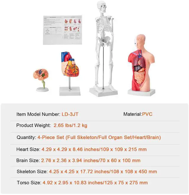 Alt view image 14 of 14 - VEVOR Human Anatomy Models Bundle Set, Brain, Human Torso Body, Heart, Skeleton Model Set of 4, Hands-on 3D Model Study Tools Teaching Models for Physiology Students or as Educational Kit for Kids