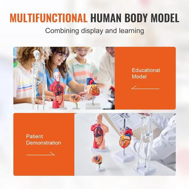 Alt view image 13 of 14 - VEVOR Human Anatomy Models Bundle Set, Brain, Human Torso Body, Heart, Skeleton Model Set of 4, Hands-on 3D Model Study Tools Teaching Models for Physiology Students or as Educational Kit for Kids