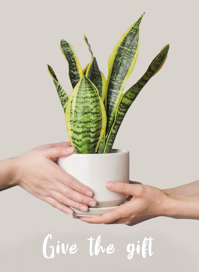 Alt view image 5 of 7 - LE TAUCI Ceramic Pots for Plants, 4.3+5.3+6.8 Inch, Set of 3, White