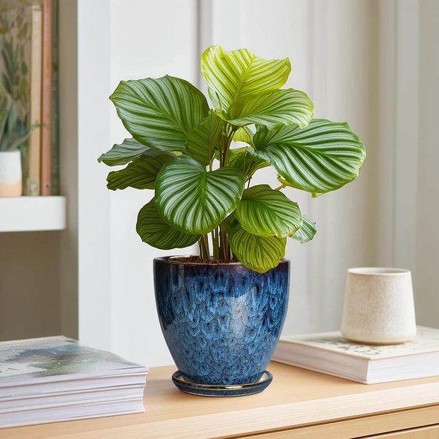Alt view image 6 of 7 - 6 Inch Plant Pot - Ceramic Pots for Plants with Drainage Hole and Saucer, Ceramic Planters for Indoor Plants Outdoor, Decorative Round Planter, Room Home Decor, Gifts for Plant Lovers, Blue