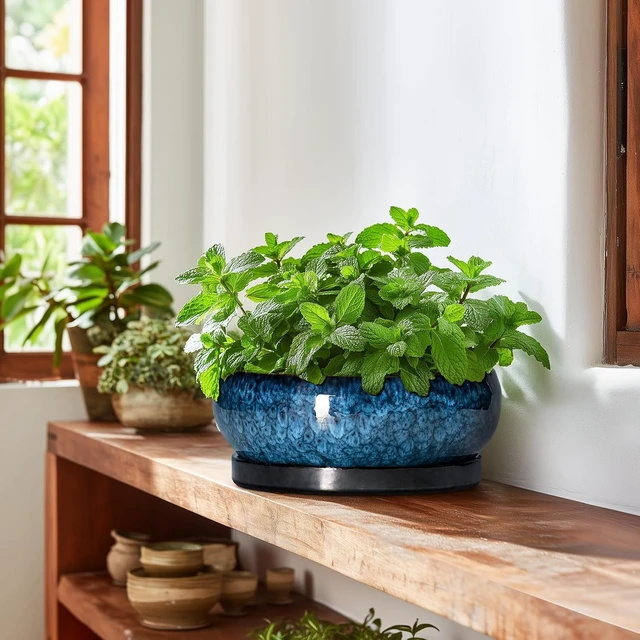 Alt view image 6 of 7 - Bonsai Tree Pots 10 Inch - Ceramic Succulent Pot with Drainage Hole and Saucer, Bonsai Pots for Indoor Outdoor, Round Succulent Planter, Shallow Planter, Desk Decor, Plant Lover Gifts, Blue