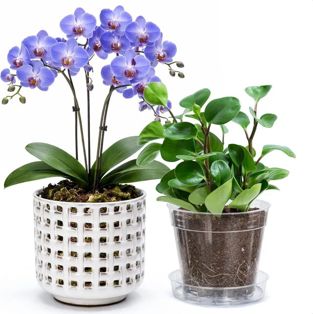 Main image of D'vine Dev Orchid Pot, Clear Pot & Saucer, Smoked White, 6.7 in, 28-A-Y-1