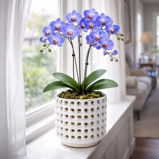 Alt view image 3 of 6 - D'vine Dev Orchid Pot, Clear Pot & Saucer, Smoked White, 6.7 in, 28-A-Y-1