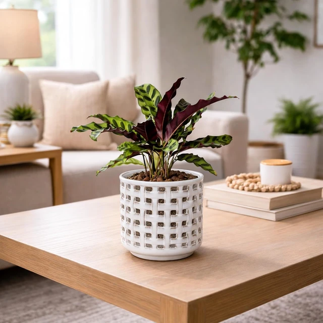 Alt view image 5 of 6 - D'vine Dev Orchid Pot, Clear Pot & Saucer, Smoked White, 6.7 in, 28-A-Y-1