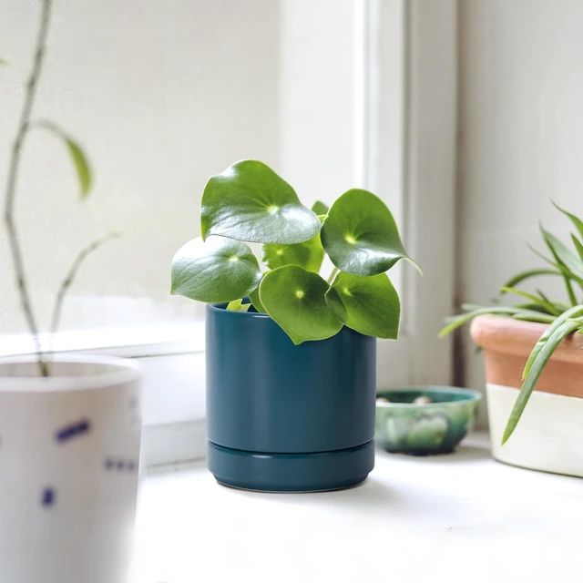 Alt view image 2 of 7 - D'vine Dev 4.7 Inch Ceramic Planter Pot, Teal, 94-O-B-9