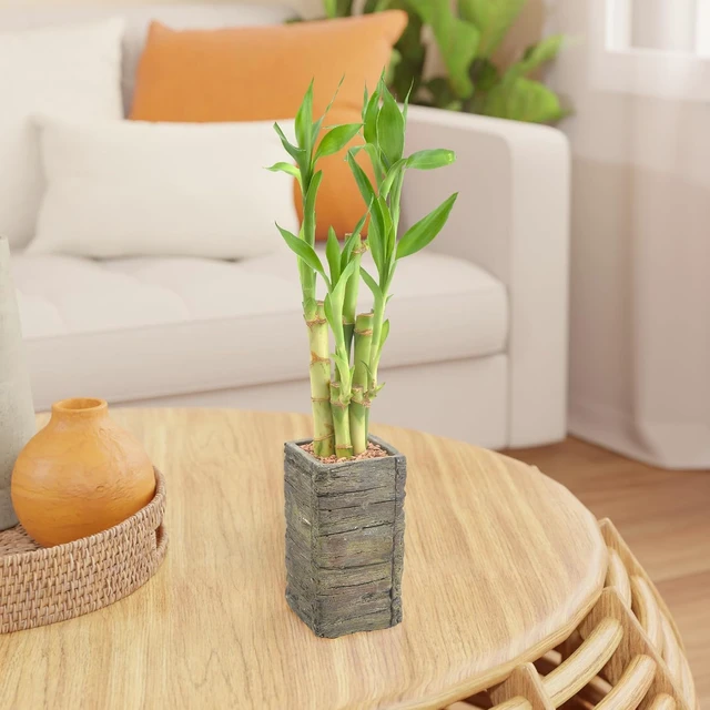 Alt view image 6 of 6 - Arcadia Garden Products LV25 5-Stem Lucky Bamboo, Live Indoor Plant in Aged Wood Planter for Home, Work, or Gift, Dark ***Cannot Ship to Hawaii**