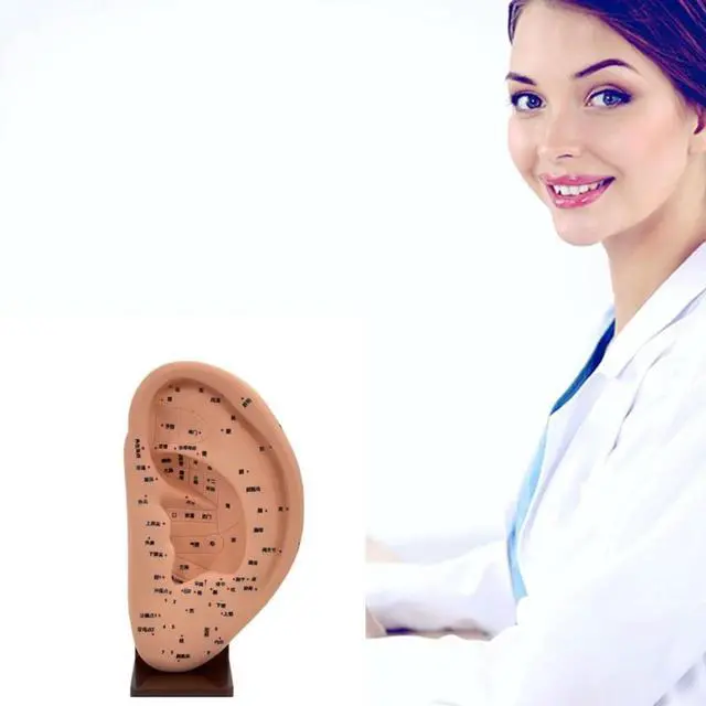 Alt view image 2 of 2 - Ear Teaching Ear Acupoint Learning Model Ear Acupoint Display Model Ear Massage Model Massage Tools Anatomical Ear Model