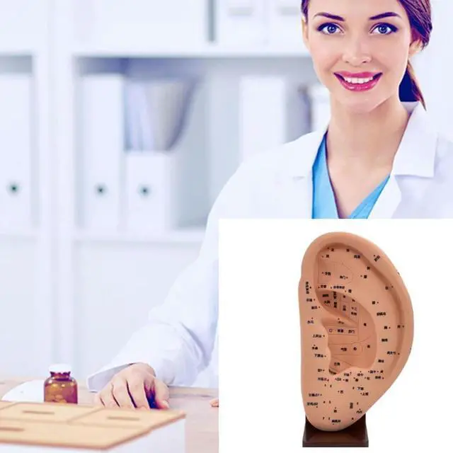 Main image of Ear Teaching Ear Acupoint Learning Model Ear Acupoint Display Model Ear Massage Model Massage Tools Anatomical Ear Model