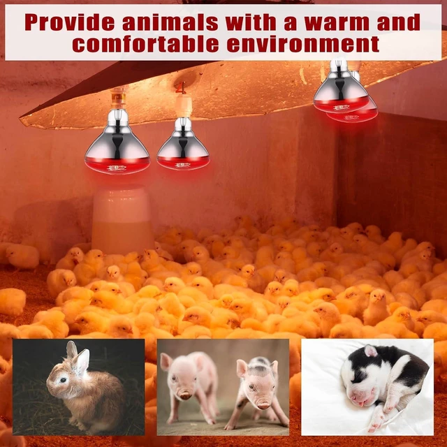 Alt view image 5 of 6 - 8-Pack 150-Watt Red Infrared Heat Lamp Bulbs, 120 V