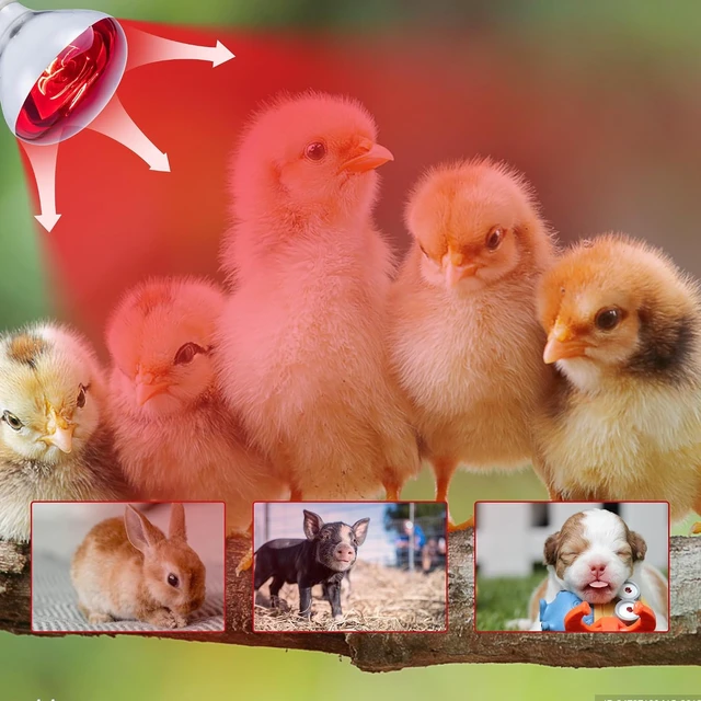 Alt view image 4 of 7 - 6-Pack 250W R40 Brooder Heat Lamp Bulbs Infrared Reflector Heating for Chicks, Chickens, Pets, Bathroom & Food