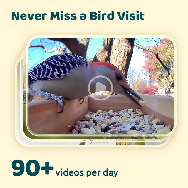 Alt view image 3 of 7 - Birdfy Smart Bird Camera with Adjustable Brackets Ideal for Beginners