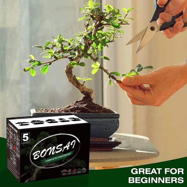 Alt view image 5 of 7 - Idealforce Complete Bonsai Tree Starter Kit, Includes 5 Varieties of Tree Seeds and Plant Growing Tools, Indoor DIY Potted Gardening Set, Perfect Planting Gift for Beginners and Home Garden Lovers