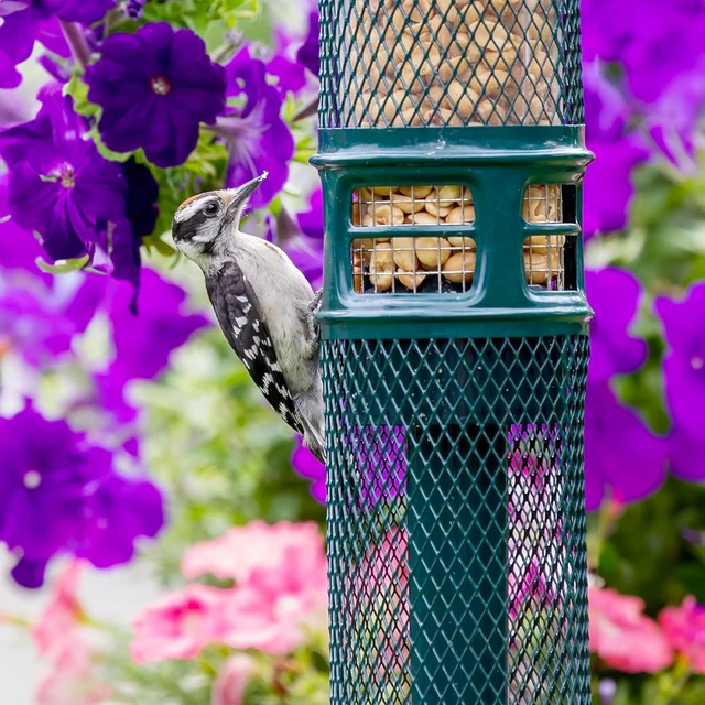 Alt view image 6 of 7 - Squirrel Buster Nut Truly Squirrel-Proof Bird Feeder | For Shelled Peanuts, Suet Nuggets, Striped Sunflower & Dried Fruit, 1.3lb Capacity with 2 Interchangeable Meshes