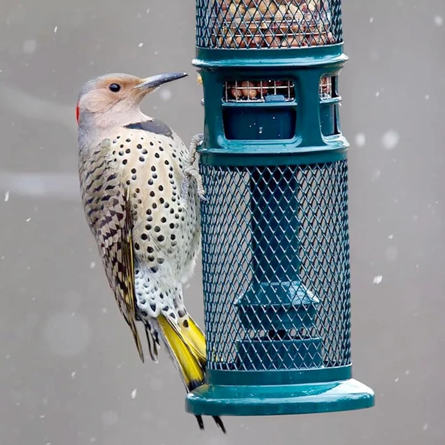Alt view image 7 of 7 - Squirrel Buster Nut Truly Squirrel-Proof Bird Feeder | For Shelled Peanuts, Suet Nuggets, Striped Sunflower & Dried Fruit, 1.3lb Capacity with 2 Interchangeable Meshes