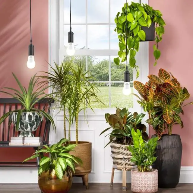 Alt view image 5 of 7 - 2 Pack LED Grow Light Bulbs A19 Bulb, Full Spectrum Plant Light Bulb, 9W E26 Grow Bulb Replace up to 80W, Grow Light for Indoor Plants, Flowers, Greenhouse, Indore Garden, Hydroponic