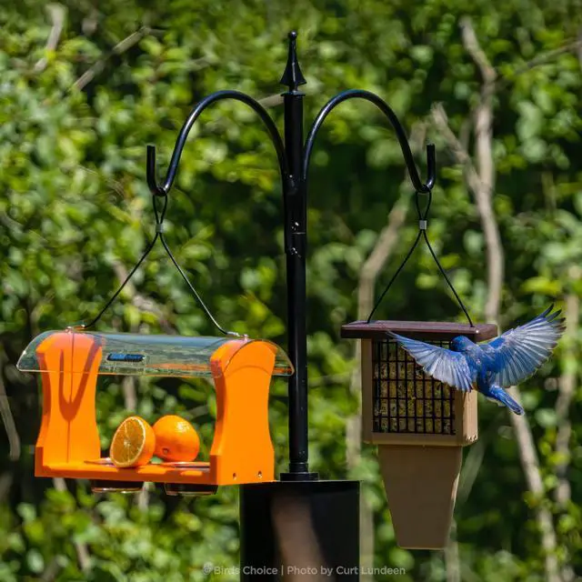 Alt view image 4 of 6 - 2 Arm Topper Bird Feeder Pole Set with Squirrel Baffle