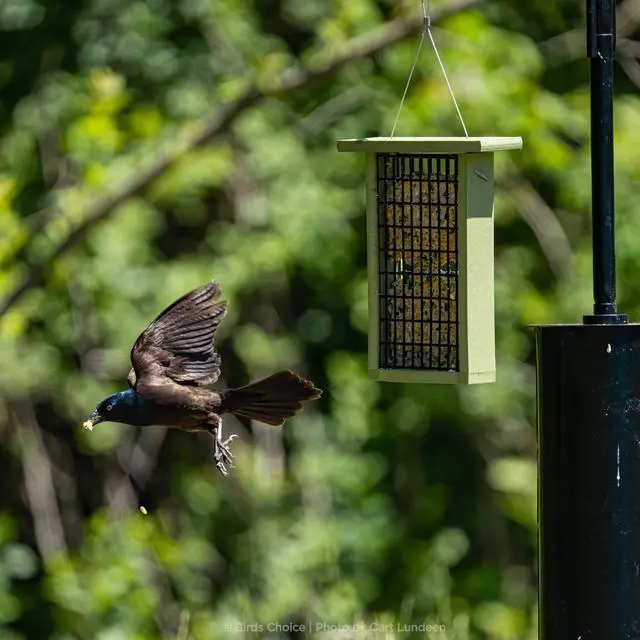 Alt view image 5 of 6 - 2 Arm Topper Bird Feeder Pole Set with Squirrel Baffle