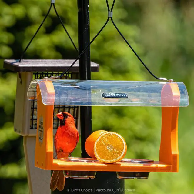 Alt view image 6 of 6 - 2 Arm Topper Bird Feeder Pole Set with Squirrel Baffle