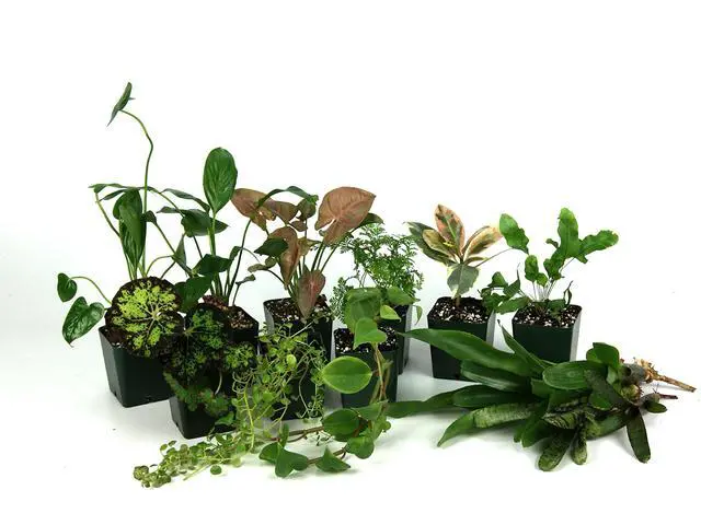 Main image of 24x18x18 Tropical Vivarium Plant Kit