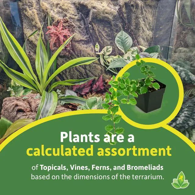 Alt view image 3 of 6 - 24x18x18 Tropical Vivarium Plant Kit