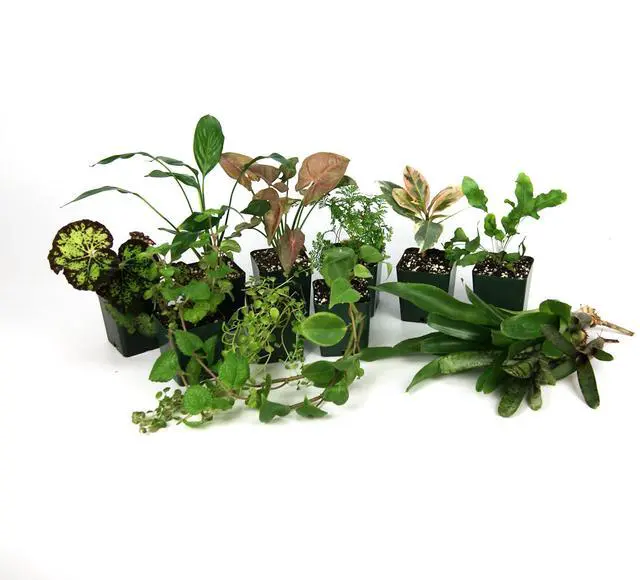 Main image of 18x18x24 Tropical Vivarium Plant Kit