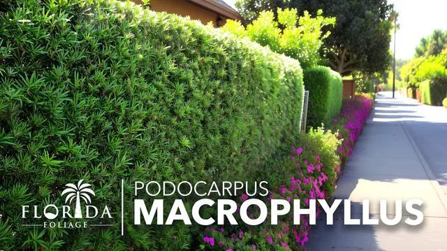 Alt view image 2 of 6 - Podocarpus Macrophyllus Japanese Yew | 60 Live Plants | Podocarpus macrophyllus | Privacy Hedge Shrub | Evergreen Landscaping Plants for Gardens & Borders