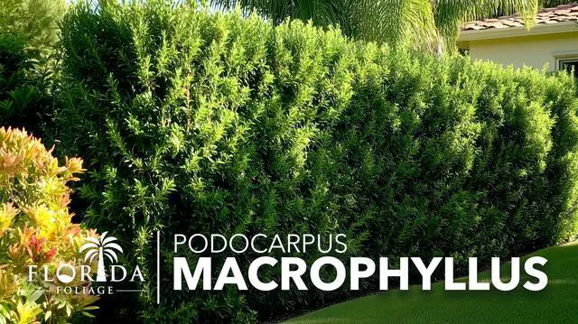 Alt view image 3 of 6 - Podocarpus Macrophyllus Japanese Yew | 60 Live Plants | Podocarpus macrophyllus | Privacy Hedge Shrub | Evergreen Landscaping Plants for Gardens & Borders