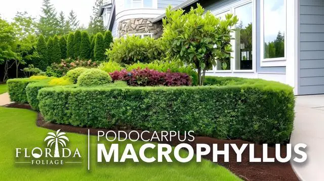 Alt view image 4 of 6 - Podocarpus Macrophyllus Japanese Yew | 60 Live Plants | Podocarpus macrophyllus | Privacy Hedge Shrub | Evergreen Landscaping Plants for Gardens & Borders