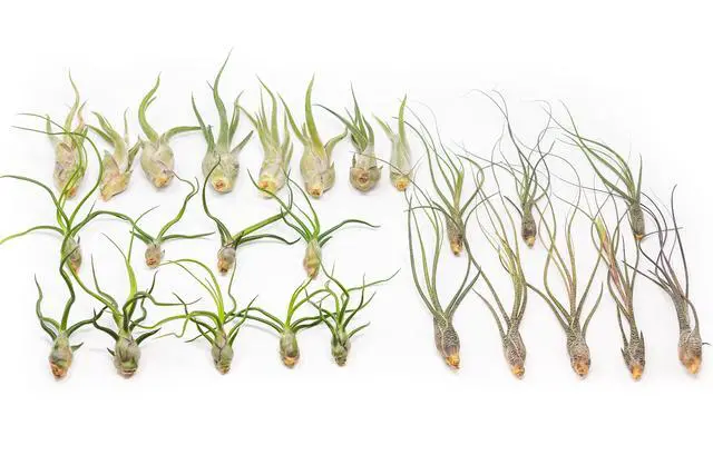 Main image of Pack of Wild Ones Air Plants - Tillandsia Caput Medusae, Butzii & Bulbosa Guatemala - Succulent House Plants for Holders - Available in Wholesale/Bulk - Easy Care Indoor/Outdoor Plants (Pack of 50)