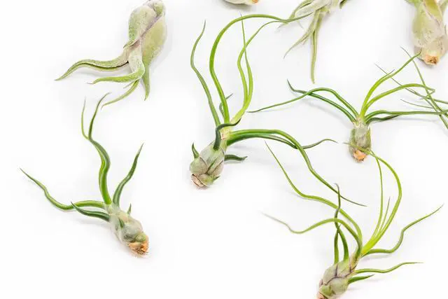 Alt view image 2 of 6 - Pack of Wild Ones Air Plants - Tillandsia Caput Medusae, Butzii & Bulbosa Guatemala - Succulent House Plants for Holders - Available in Wholesale/Bulk - Easy Care Indoor/Outdoor Plants (Pack of 50)