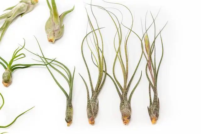 Alt view image 3 of 6 - Pack of Wild Ones Air Plants - Tillandsia Caput Medusae, Butzii & Bulbosa Guatemala - Succulent House Plants for Holders - Available in Wholesale/Bulk - Easy Care Indoor/Outdoor Plants (Pack of 50)