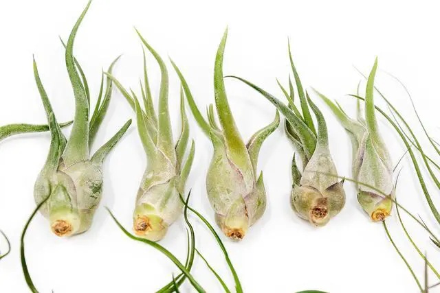 Alt view image 4 of 6 - Pack of Wild Ones Air Plants - Tillandsia Caput Medusae, Butzii & Bulbosa Guatemala - Succulent House Plants for Holders - Available in Wholesale/Bulk - Easy Care Indoor/Outdoor Plants (Pack of 50)