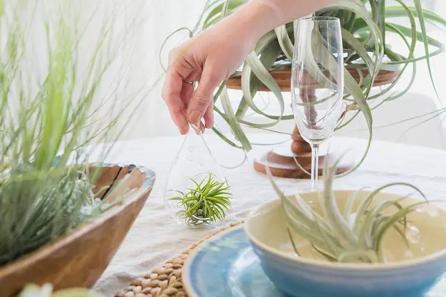 Alt view image 5 of 6 - Pack of Wild Ones Air Plants - Tillandsia Caput Medusae, Butzii & Bulbosa Guatemala - Succulent House Plants for Holders - Available in Wholesale/Bulk - Easy Care Indoor/Outdoor Plants (Pack of 50)
