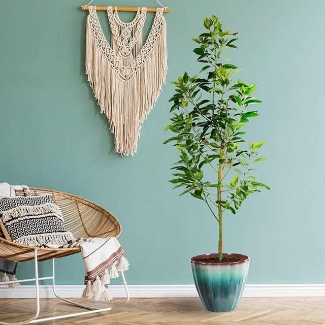 Main image of Cold Hardy Avocado Tree, 2-3 ft. - No Shipping to AK, AZ, HI, OR