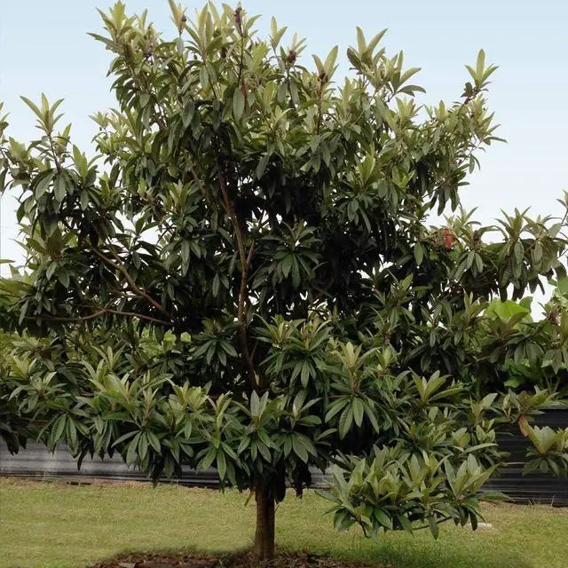 Alt view image 2 of 6 - Cold Hardy Avocado Tree, 2-3 ft. - No Shipping to AK, AZ, HI, OR
