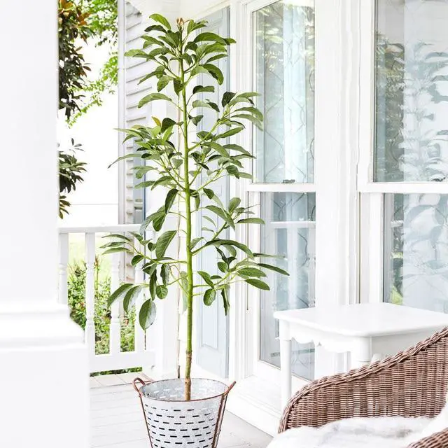 Alt view image 3 of 6 - Cold Hardy Avocado Tree, 2-3 ft. - No Shipping to AK, AZ, HI, OR