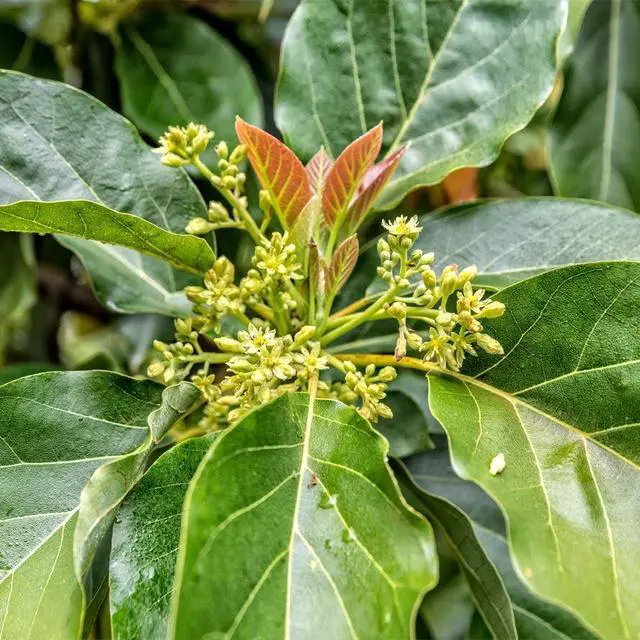 Alt view image 4 of 6 - Cold Hardy Avocado Tree, 2-3 ft. - No Shipping to AK, AZ, HI, OR