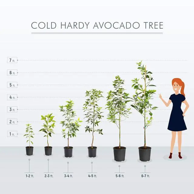 Alt view image 5 of 6 - Cold Hardy Avocado Tree, 2-3 ft. - No Shipping to AK, AZ, HI, OR