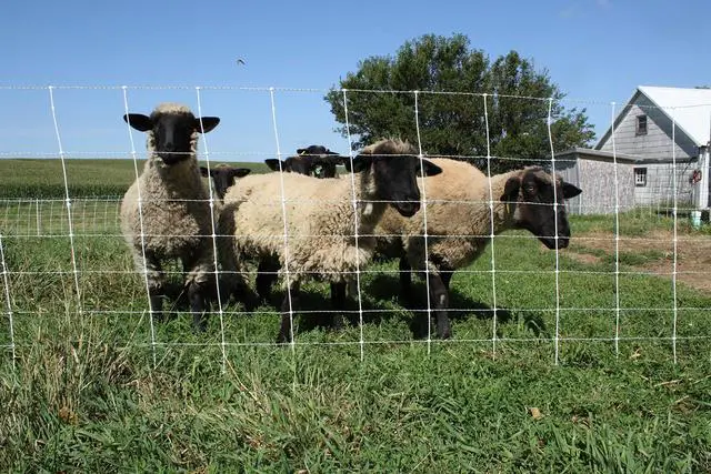 Alt view image 4 of 6 - Premium Electric Sheep & Goat Netting Kit- AC Energizer (9/35/8) for Backyards, Homesteaders, and Livestock Owners