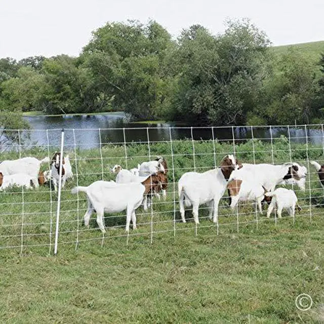 Alt view image 4 of 6 - Premier 1 ElectroFence® Electric Netting | Single Spike White/Black Fence for Goats & Sheep 48"H x 100'L