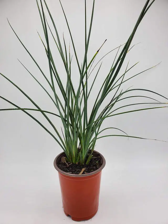 Main image of Red Yucca (Bundle of 9) - Hesperaloe Parviflora - Quart Containers - Live Plants - 6-12" Tall
