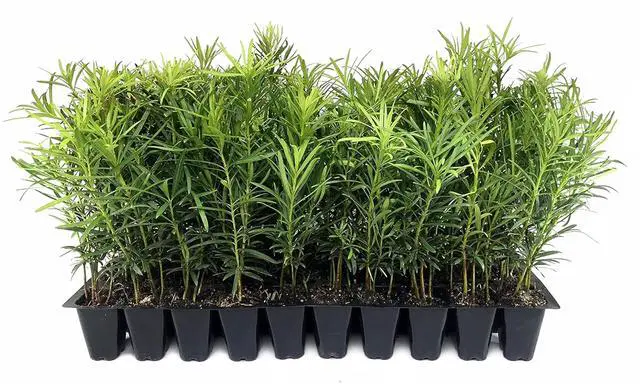Main image of Podocarpus Macrophyllus Japanese Yew | 50 Live Plants | Podocarpus macrophyllus | Privacy Hedge Shrub | Evergreen Landscaping Plants for Gardens & Borders